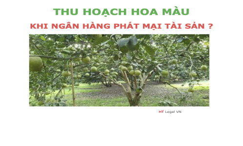 Hỏi - Đáp xử lý hoa màu cho thuê khi Ngân hàng phát mại tài sản thế chấp ?